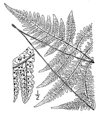 drawing of phegopteris hexagonoptera plant parts